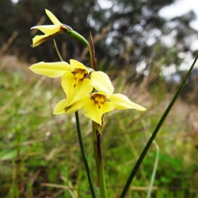 Diuris chryseopsis (Golden Moth) at Kambah, ACT - 18 Sep 2020 by HelenCross