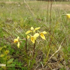 Diuris chryseopsis (Golden Moth) at Kambah, ACT - 18 Sep 2020 by HelenCross