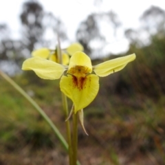 Diuris chryseopsis (Golden Moth) at McQuoids Hill - 18 Sep 2020 by HelenCross