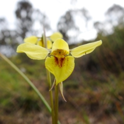 Diuris chryseopsis (Golden Moth) at McQuoids Hill - 18 Sep 2020 by HelenCross