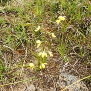 Diuris chryseopsis at Tuggeranong DC, ACT - suppressed