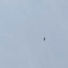 Falco longipennis at Rivett, ACT - 19 Sep 2020