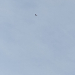 Falco longipennis at Rivett, ACT - 19 Sep 2020
