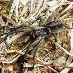 Tasmanicosa sp. (genus) (Unidentified Tasmanicosa wolf spider) at McQuoids Hill - 18 Sep 2020 by HelenCross