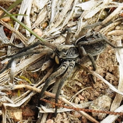 Tasmanicosa sp. (genus) (Unidentified Tasmanicosa wolf spider) at Lions Youth Haven - Westwood Farm - 18 Sep 2020 by HelenCross