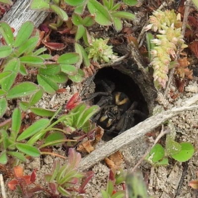 Lycosidae (family) (Unidentified wolf spider) at Molonglo Valley, ACT - 19 Sep 2020 by HelenCross