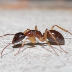 Camponotus claripes (Pale-legged sugar ant) at ANBG - 18 Sep 2020 by TimL