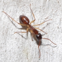 Camponotus claripes at Acton, ACT - suppressed