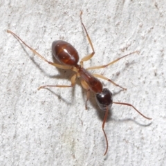 Camponotus claripes at Acton, ACT - 18 Sep 2020