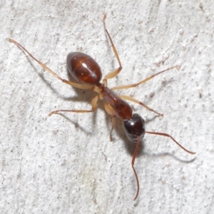 Camponotus claripes at Acton, ACT - 18 Sep 2020