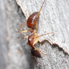 Camponotus claripes at Acton, ACT - suppressed