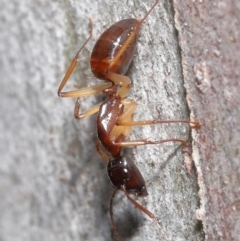 Camponotus claripes at Acton, ACT - 18 Sep 2020