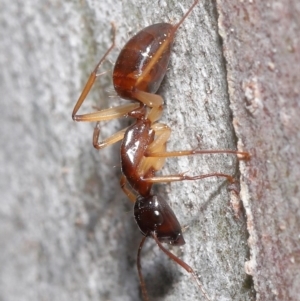 Camponotus claripes at Acton, ACT - suppressed