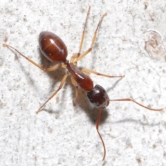 Camponotus claripes at Acton, ACT - 18 Sep 2020