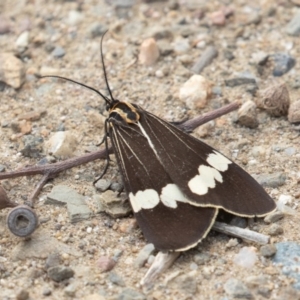 Nyctemera amicus at Kowen, ACT - 19 Sep 2020 10:59 AM