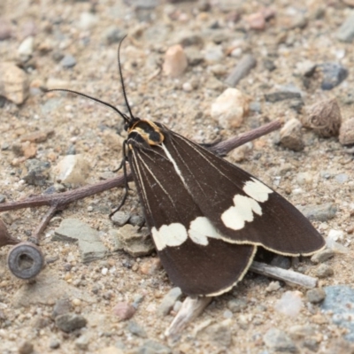 Nyctemera amicus (Senecio Moth, Magpie Moth, Cineraria Moth) at Molonglo Gorge - 19 Sep 2020 by rawshorty