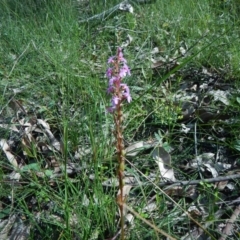 Stylidium graminifolium (grass triggerplant) at Bawley Point, NSW - 19 Sep 2020 by GLemann