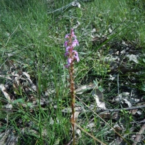 Stylidium graminifolium at Bawley Point, NSW - 19 Sep 2020