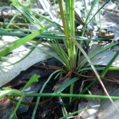 Stylidium graminifolium at Bawley Point, NSW - 19 Sep 2020