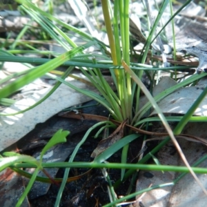 Stylidium graminifolium at Bawley Point, NSW - 19 Sep 2020