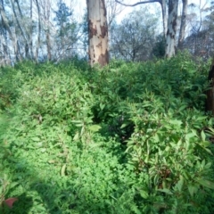 Phytolacca octandra (Inkweed) at Bawley Point, NSW - 19 Sep 2020 by GLemann