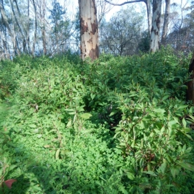 Phytolacca octandra (Inkweed) at Meroo National Park - 19 Sep 2020 by GLemann