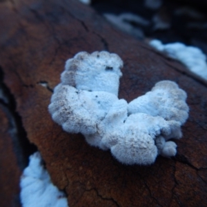 Schizophyllum commune at Bawley Point, NSW - 19 Sep 2020 03:06 PM