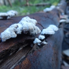 Schizophyllum commune at Bawley Point, NSW - 19 Sep 2020