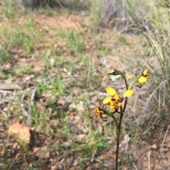 Diuris pardina (Leopard Doubletail) at Mount Majura - 18 Sep 2020 by WalterEgo