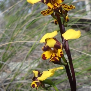 Diuris pardina at Downer, ACT - suppressed