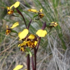 Diuris pardina at Downer, ACT - suppressed