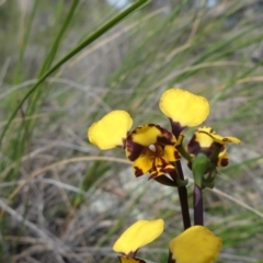 Diuris pardina at Downer, ACT - suppressed