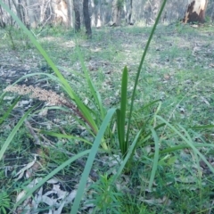 Lomandra longifolia (Spiny-headed Mat-rush, Honey Reed) at Bawley Point, NSW - 19 Sep 2020 by GLemann