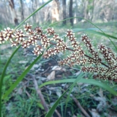 Lomandra longifolia at Bawley Point, NSW - 19 Sep 2020