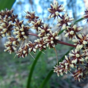 Lomandra longifolia at Bawley Point, NSW - 19 Sep 2020 03:21 PM
