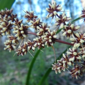 Lomandra longifolia at Bawley Point, NSW - 19 Sep 2020