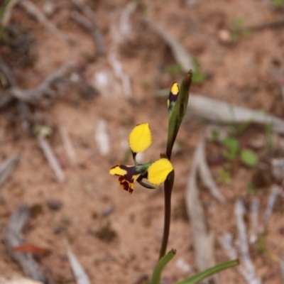 Diuris pardina (Leopard Doubletail) at Watson, ACT - 18 Sep 2020 by petersan