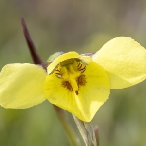 Diuris chryseopsis at Forde, ACT - suppressed