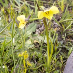 Diuris chryseopsis at Forde, ACT - suppressed