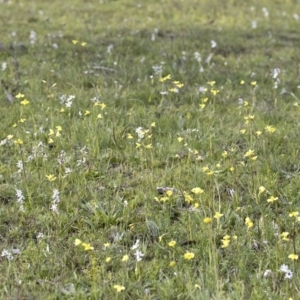 Diuris chryseopsis at Forde, ACT - suppressed