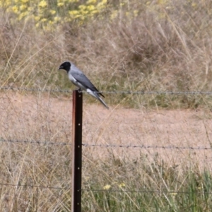 Coracina novaehollandiae at Springdale Heights, NSW - 13 Sep 2020