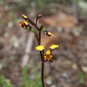 Diuris pardina at Majura, ACT - 19 Sep 2020