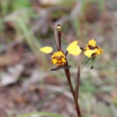 Diuris pardina at Majura, ACT - 19 Sep 2020