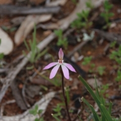 Caladenia fuscata (Dusky Fingers) at Mount Majura - 19 Sep 2020 by petersan