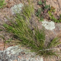 Austrostipa sp. at Tuggeranong Hill - 19 Sep 2020 by Christine