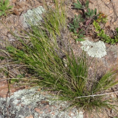 Austrostipa sp. at Tuggeranong Hill - 19 Sep 2020 by Christine