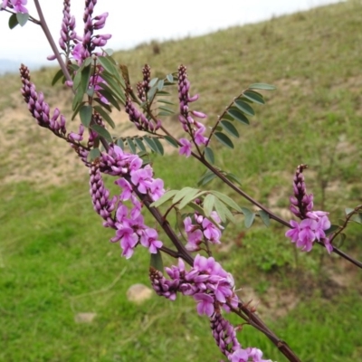 Indigofera australis subsp. australis (Australian Indigo) at McQuoids Hill - 18 Sep 2020 by HelenCross