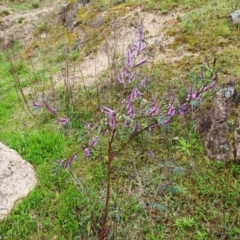 Indigofera australis subsp. australis at Kambah, ACT - 19 Sep 2020