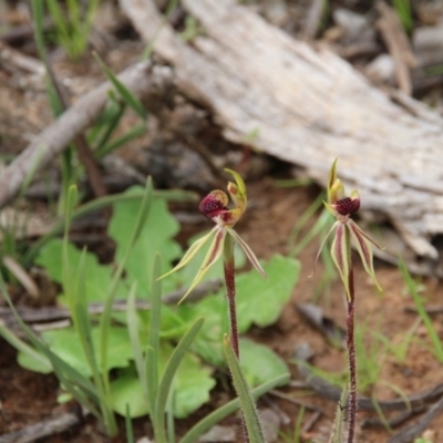 Caladenia actensis (Canberra Spider Orchid) by petersan