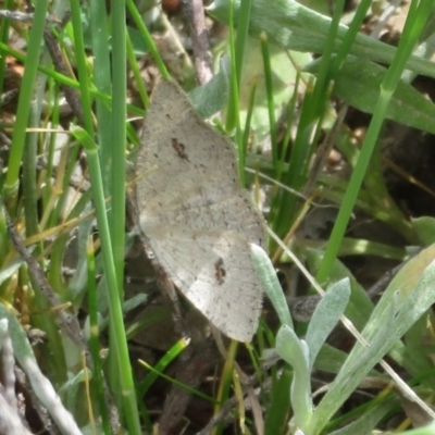 Casbia pallens (Pale Casbia) at Theodore, ACT - 19 Sep 2020 by Christine